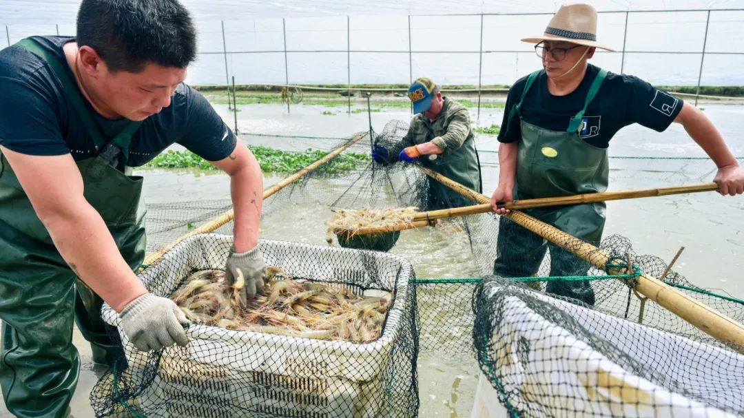 湘湖实验室牵头的创新联合体在罗氏沼虾全基因组选择育种研究方面取得新进展